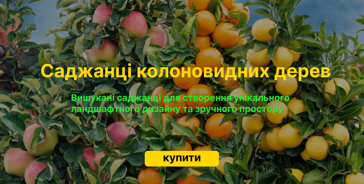Саджанці колоновидних дерев